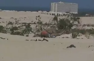 XXX 俄罗斯男人坐在他的脸上与肛门 性爱视频播放